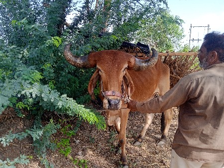 રીઝવાન ભાઈ 9687312516