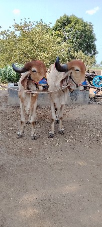 ભરત વેચવાના બે વાવણી કાઢેલ
