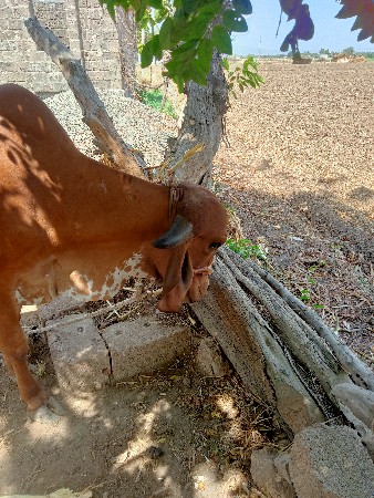 હોળકી વેચવાની છે