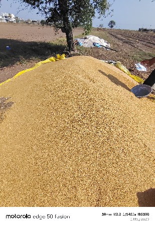 ઘઉં 513