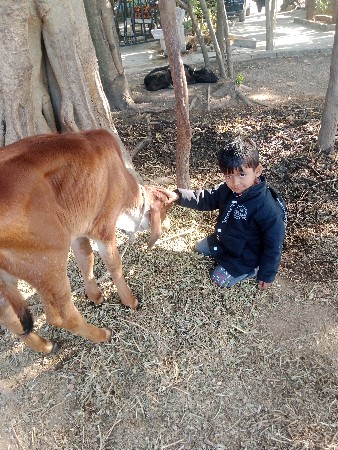 ગીર ગાય સાવ સોજી