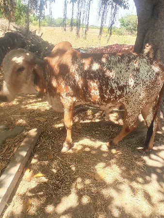 વાસડો વેચવાનો છે