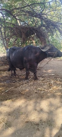 ભેંસ વેચવાની છે