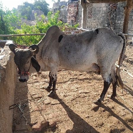 લીલડી