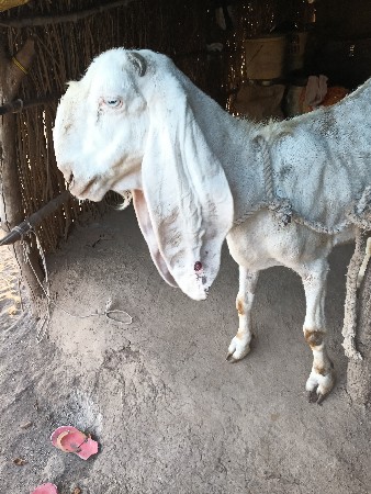 ચલાલા