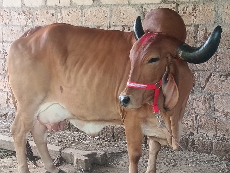 બે ગાયુ વેચવાની છે