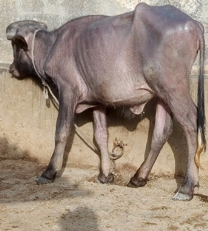ખડૅલી વૅચવાની છૅ