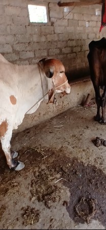 gir odki lildi