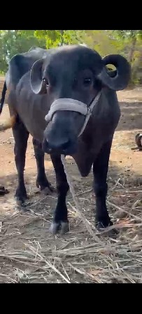 ભેંસ વેચવાની છે