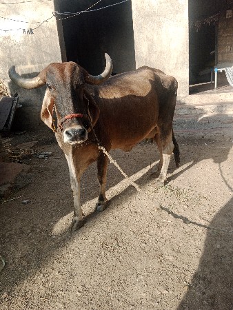 ગાય વેચવાની છે
