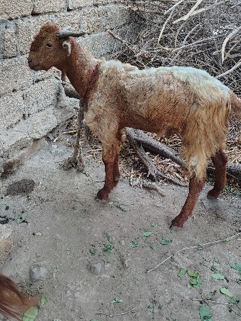 બે બકરા વેચવાના છે