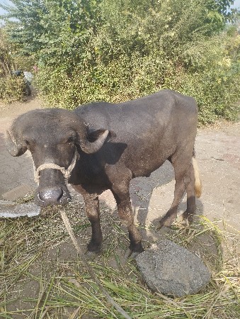આપાડોવેચવાનોછે