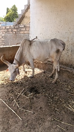 શ્વેત કપિલા ગાય