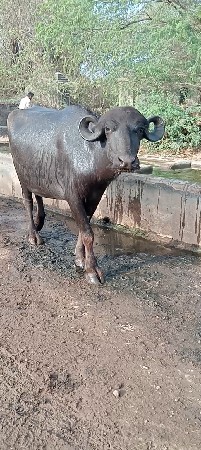 ખડેલી વેચવાની છે