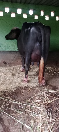 ભેસ વેસવા ની સે