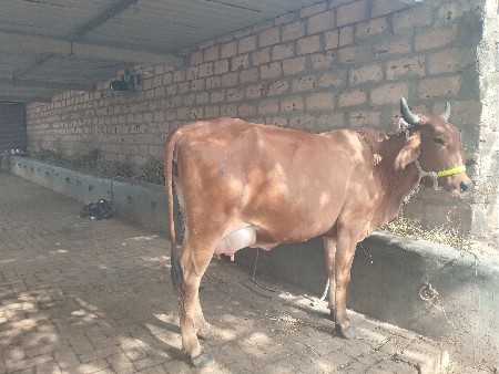 ગાય વેચવા ની છે 1 વેતર છે
