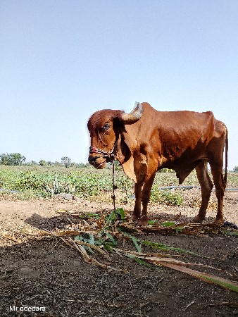 ગોધરા