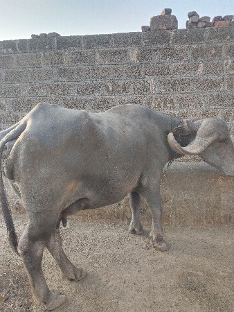 જાફરી ભેંશ વેચવાની છે