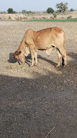 બણદ વેચવાના સે