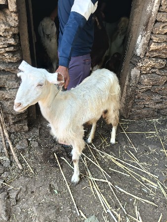 આ બકરી વેચવાની છે