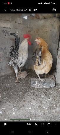 for sell
