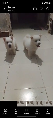 Pomeranian puppy Deva nu chhe