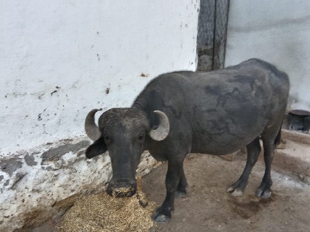 પેલું વેતર કરેલી વેચવાની છે પેલું