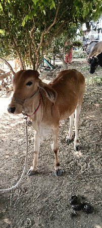 હોડકી દેવા ની છે