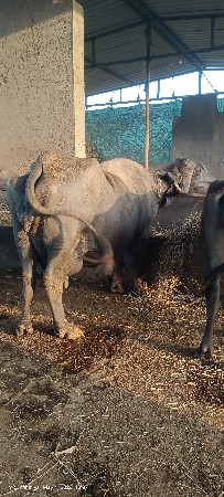 ભેંશ વેશવાની