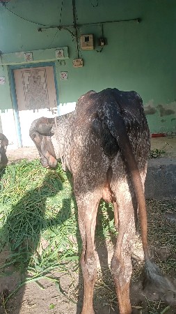 ગીર વાશડી છૅ
