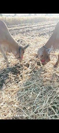 ગોઢલા વેચવા ના છે