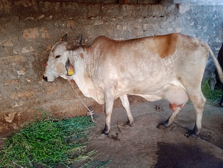 ગોપાલ ભાઇ ભિંભા