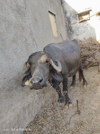 ભેંસ વેચવાની છે