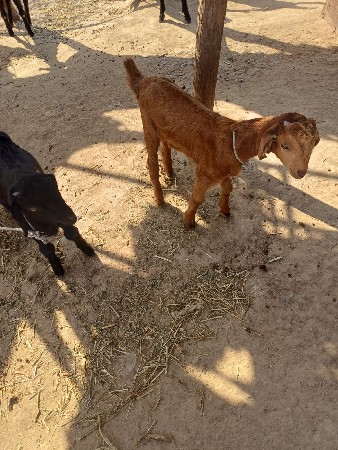 બધાય બકરા વેચવાના છે