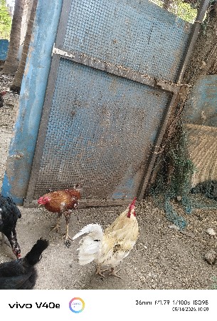 મરઘાં