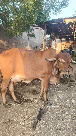 ગાચવા ની છે