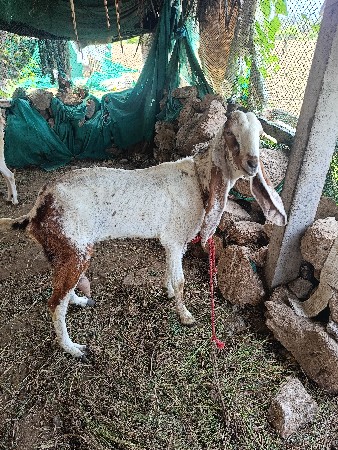 rajsthani bakri