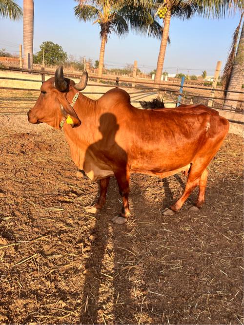 ગાય વેચવાની છે