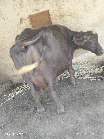 બીજું વેતર
