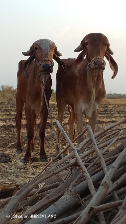 ગોઢલા વેચવા ના છે