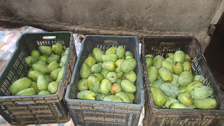 કેરી એક નંબર સે