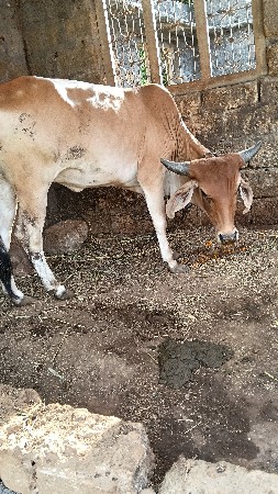 ઓડકી વહેવાની છે.8155816724