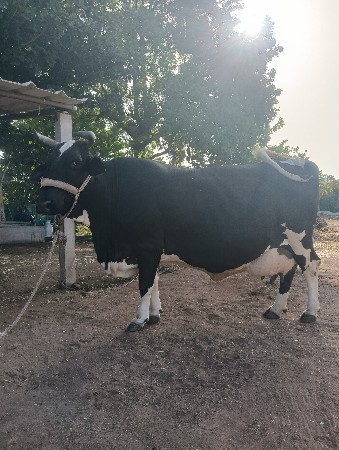 વેચવાની સે