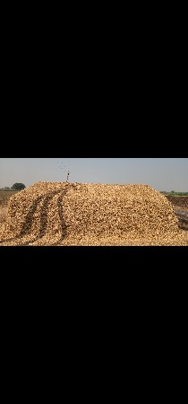 જી 20 માંડવી નો ચારો