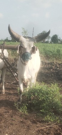 આ ગોઢલાની જોડ કરવાની સે