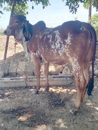 ગીર ખુટ વેચવાનો છે