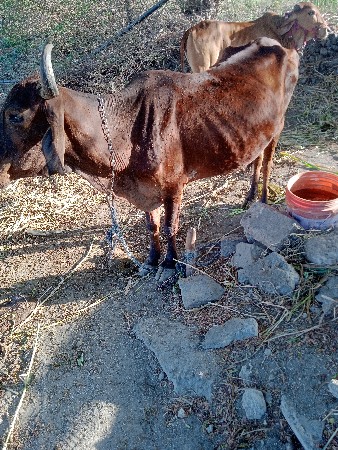 વેચવાની છે