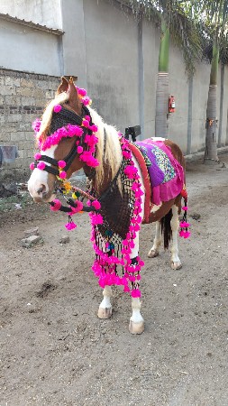chalu tahn ni lal બાવરી