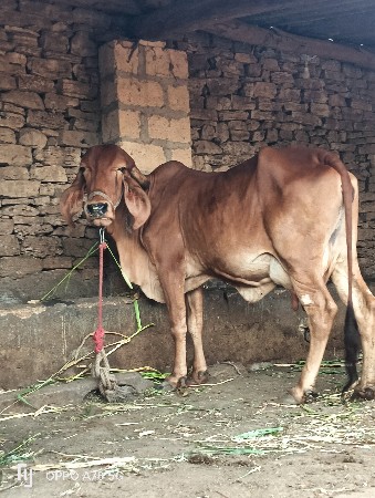 ગાય વેચવાની છે