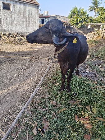 khedeli